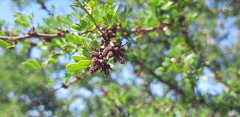 Vachellia rigidula