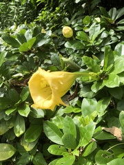 Solandra longiflora