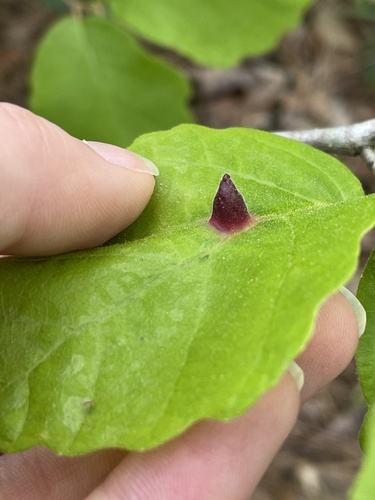 Witch-hazel Cone Gall Aphid photo 4