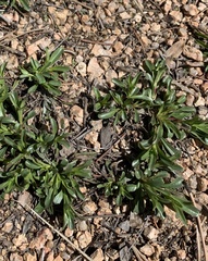 Silene nutans