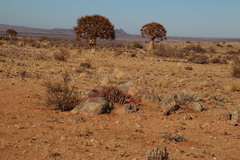 Aloe claviflora