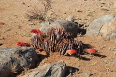 Aloe claviflora