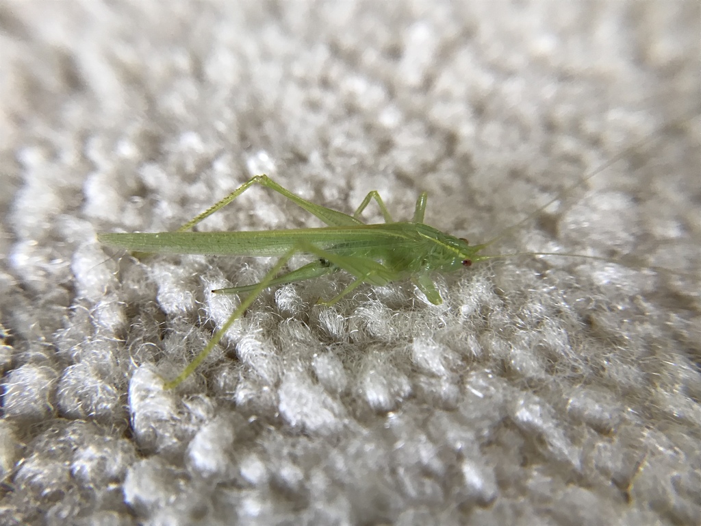 Katydid
