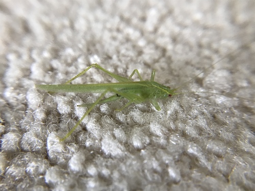 Katydid