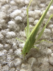 Xiphidiopsis lita