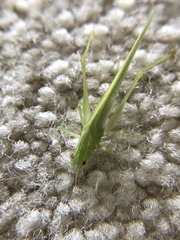 Xiphidiopsis lita