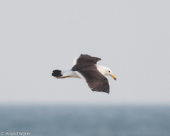 Larus belcheri