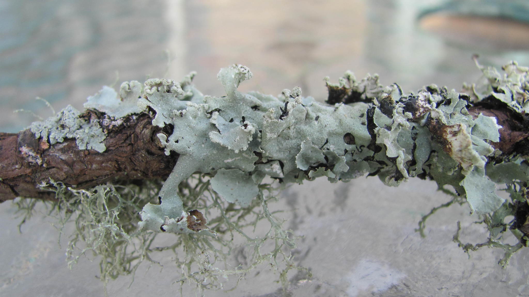 Parmotrema reticulatum image