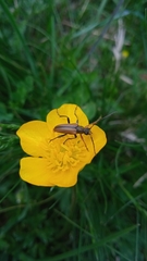 Cortodera