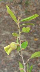 Diospyros torquata