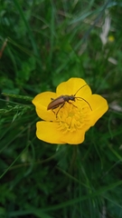Cortodera