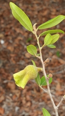 Diospyros torquata