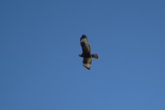 Buteo lagopus