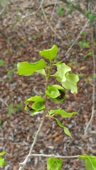 Diospyros platycalyx