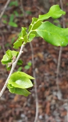 Diospyros platycalyx