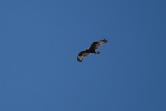 Buteo lagopus
