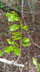Diospyros platycalyx
