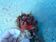 Melanamansia glomerata
