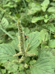 Trigona fulviventris
