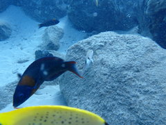 Parupeneus pleurostigma