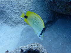 Chaetodon miliaris