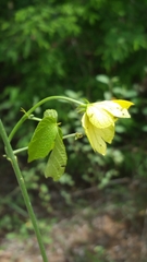 Dalechampia