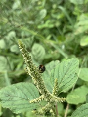 Trigona fulviventris