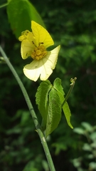 Dalechampia
