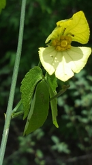 Dalechampia