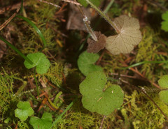 Hydrocotyle robusta