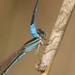 African Slender Bluet - Photo (c) Alan Manson, some rights reserved (CC BY), uploaded by Alan Manson