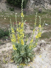 Verbascum rotundifolium