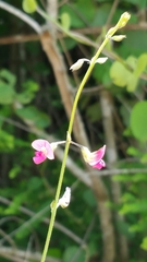 Tephrosia purpurea image