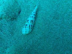 Terebrinae