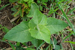 Atriplex sagittata