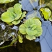 Water Lettuce - Photo (c) pinkpaperhat, some rights reserved (CC BY-NC), uploaded by pinkpaperhat