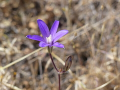 Brodiaea coronaria