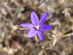 Brodiaea coronaria