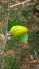 Physena sessiliflora image