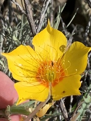 Mentzelia lindleyi