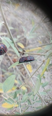 Pachycoris