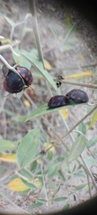 Pachycoris