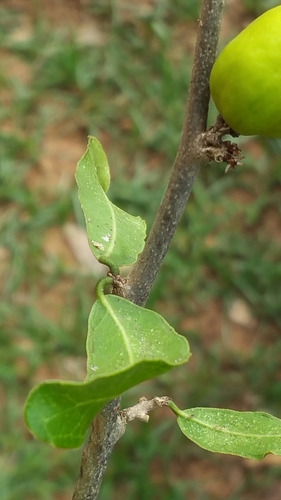 Physena sessiliflora image