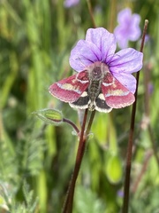 Schinia pulchripennis