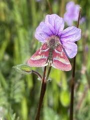 Schinia pulchripennis