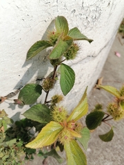Acalypha