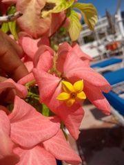 Mussaenda philippica