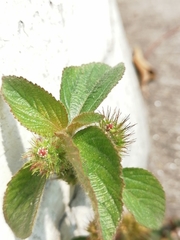 Acalypha