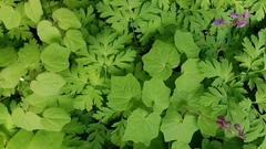 Vancouveria hexandra