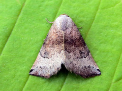 Mataeomera mesotaenia